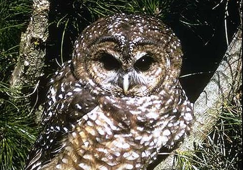 Northern Spotted Owl perched