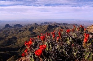 South Rim Vista and Claret Cup Cactus, Big Bend National Park. NPS Photo Reine Wonite