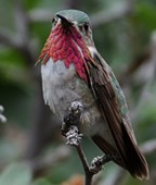 A vivid red throat is a standout feature of the Calliope hummingbird.