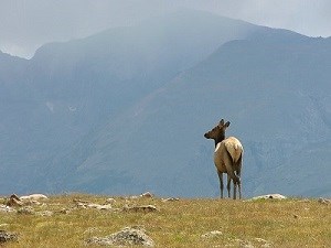 Cow elk on the tundra in Rocky Mountain National Park