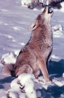 A coyote calls to its kind from a snowy, wilderness location.