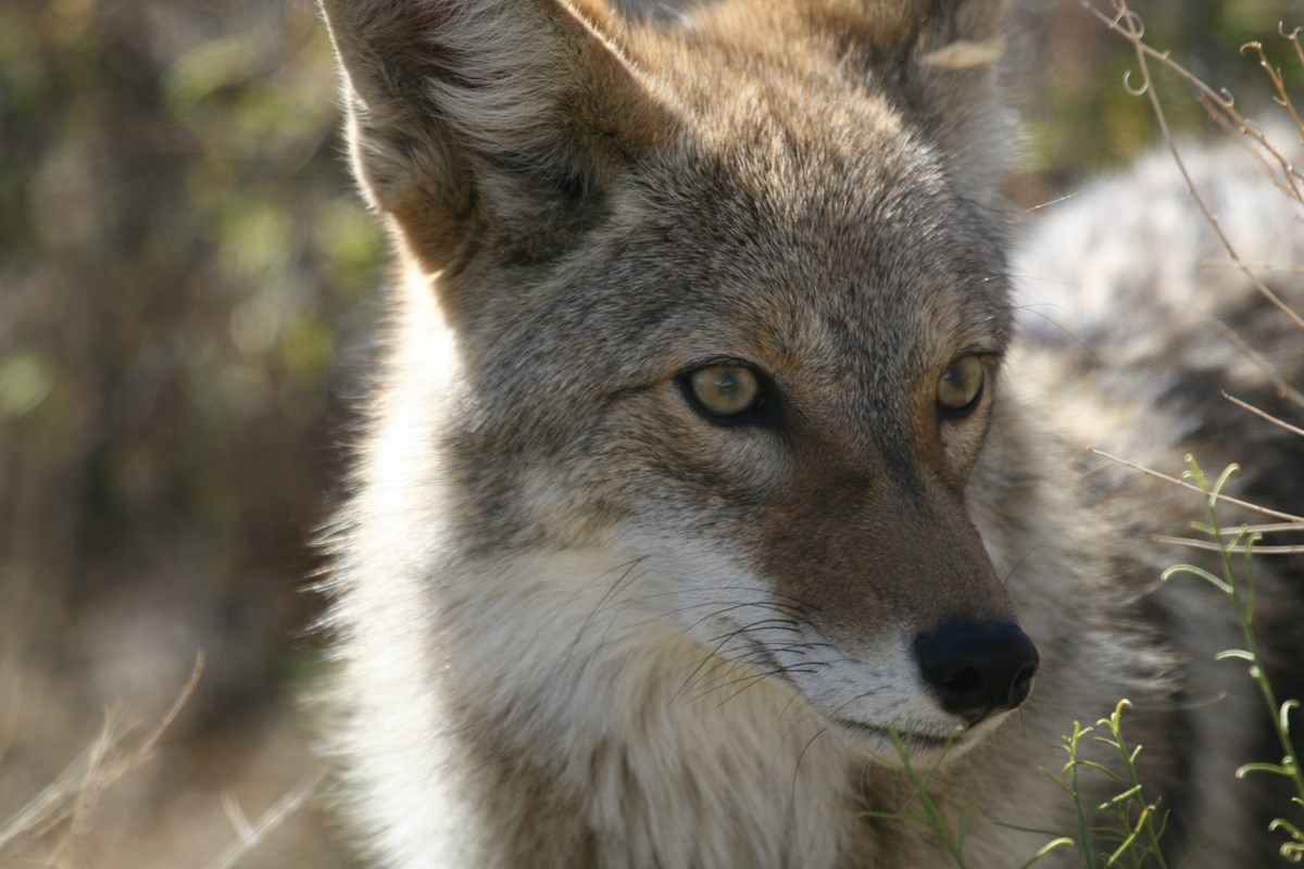 A coyote pricks its ears, alert to its surroundings