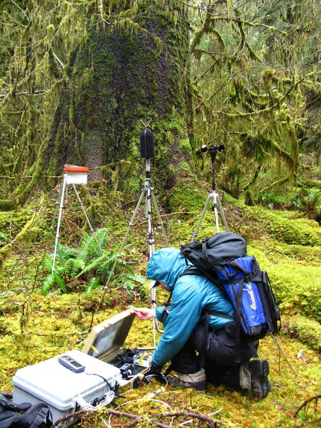An acoustic technician gathers sounds in wilderness location at Olympic National Park.