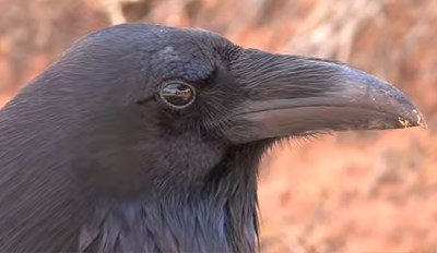 A close profile view of a raven's head and beak