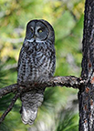 A great gray owl sits perched on a tree branch surveying its surroundings. A great gray owl sits perched on a tree branch surveying its surroundings.