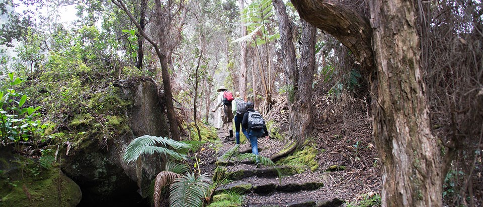 Rear view of hikers walking uphill on the Halema'uma'u Trail, Hawai'i Volcanoes National Park