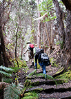 Rear view of hikers climbing the Halemau'u trail in Hawai'i Volcanoes National Park. Rear view of hikers climbing the Halemau'u trail in Hawai'i Volcanoes National Park.