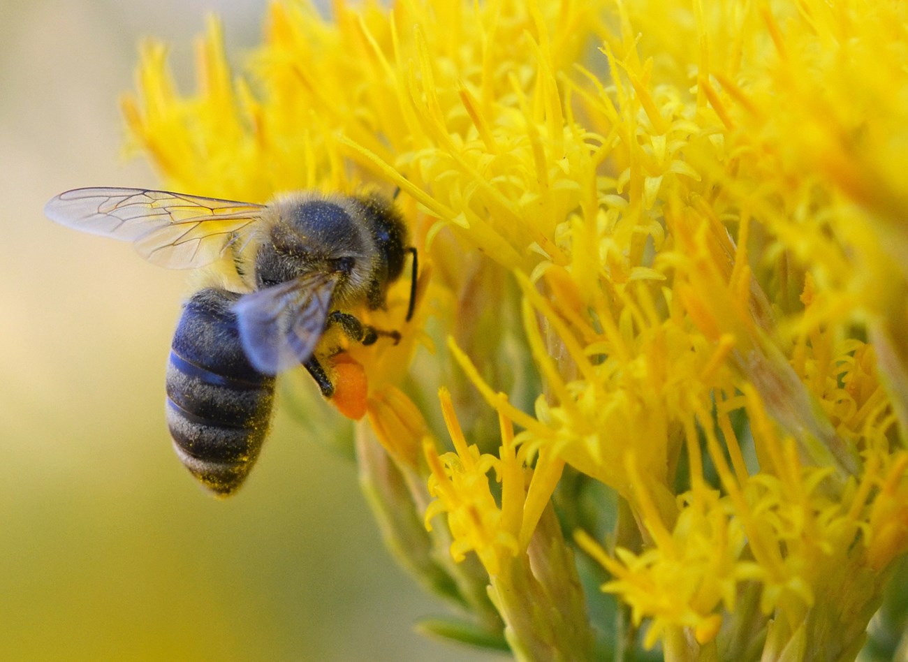 Honey bee Honey bee gathers nectar from blooming yellow flowers