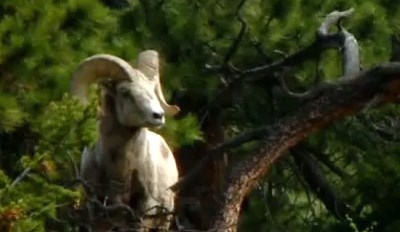 A bighorn sheep stands alert in evergreen surroundings