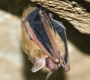 A Solitary Roosting Bat in Mammoth Cave National Park, NPS Photo/Dale