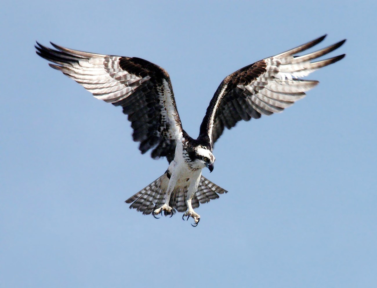 Osprey hovers mid flight with wings spread, scanning the ground for food