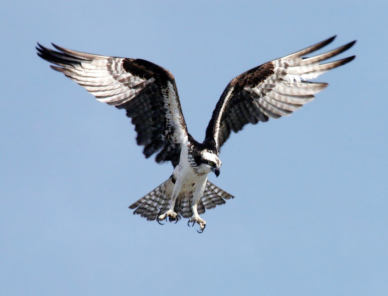 Osprey Osprey hovers mid flight with wings spread, scanning the ground for food
