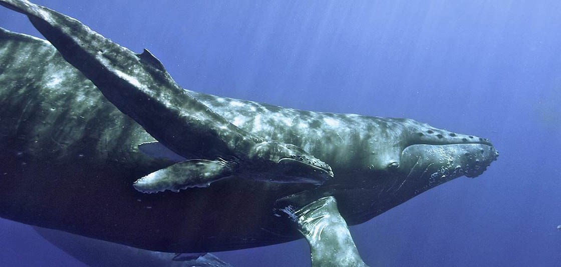 Underwater ocean view of a mother humpback whale with calf swimming beside