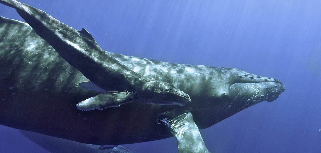 PHOTO - humpback whale and calf - 012016 - NOAA - 1120x534 - LANDSCAPE_0 Underwater ocean view of a mother humpback whale with calf swimming beside