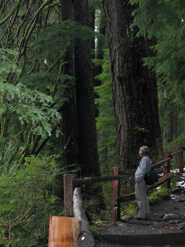 A young woman stands in silence among forest trees