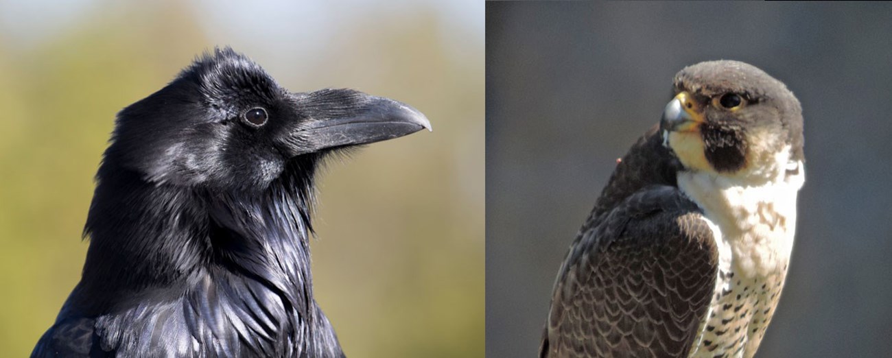 Side-by-side view of a raven and peregrine falcon