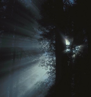 Sunlight rays filter through an ancient coast redwood forest, Redwood National and State Parks. NPS Photo