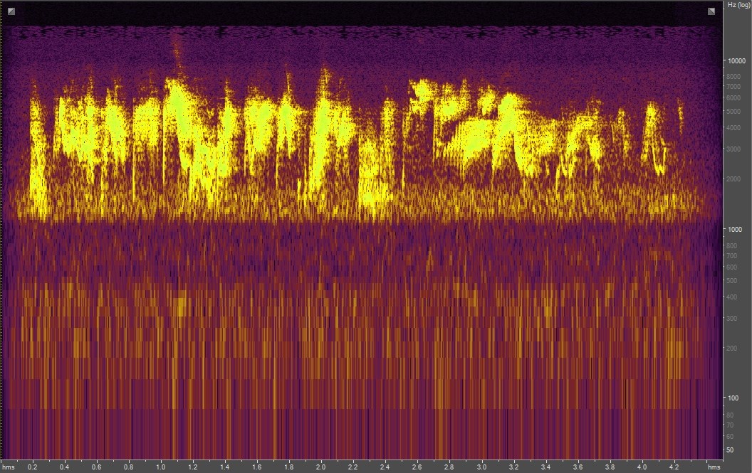 Spectrogram of an alder flycatcher