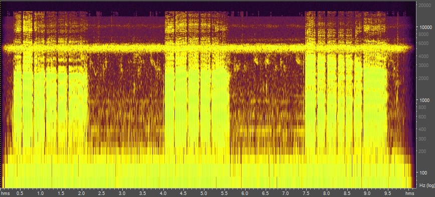 Spectrogram of anhinga, Everglades National Park, Florida