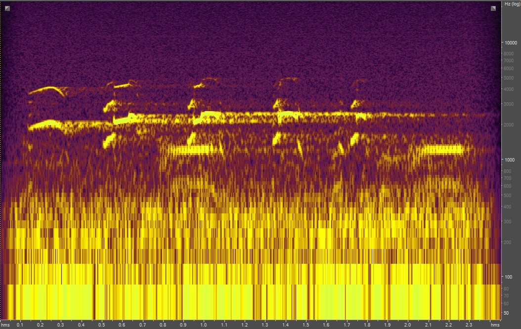 Spectrogram of bald eagle