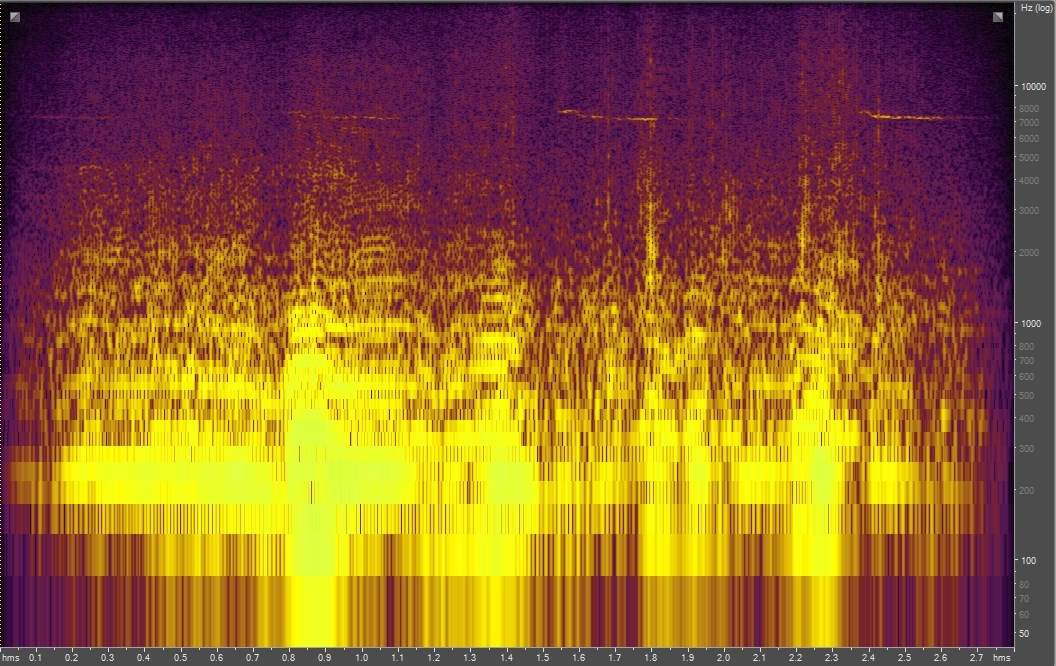 Spectrogram of a bee
