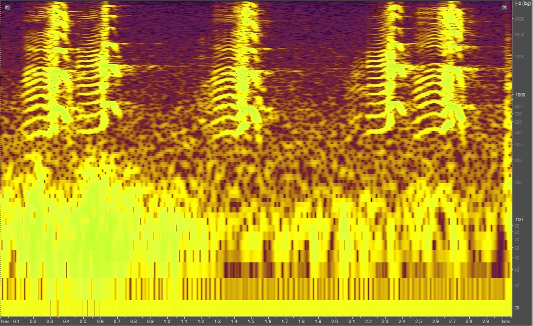 Spectrogram of Canada geese