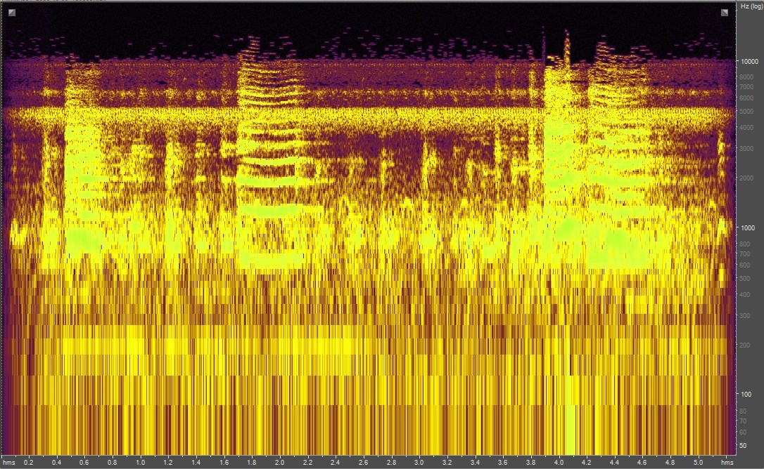 Spectrogram of chickens