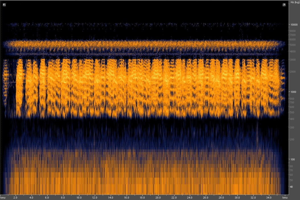 Spectrogram _ Couch's Spadefoot Toad