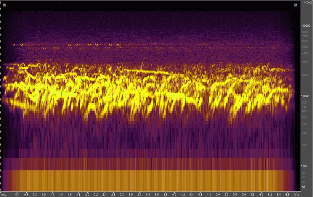 Spectrogram of coyotes