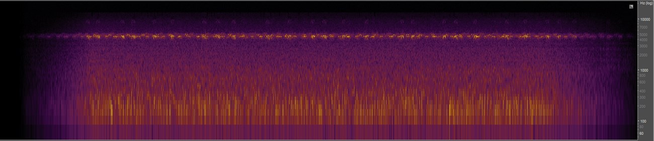 Spectrogram of crickets