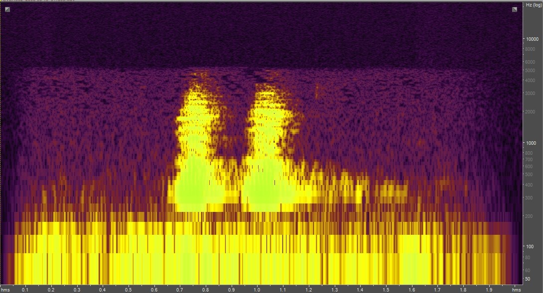 Spectrogram of a pig frog