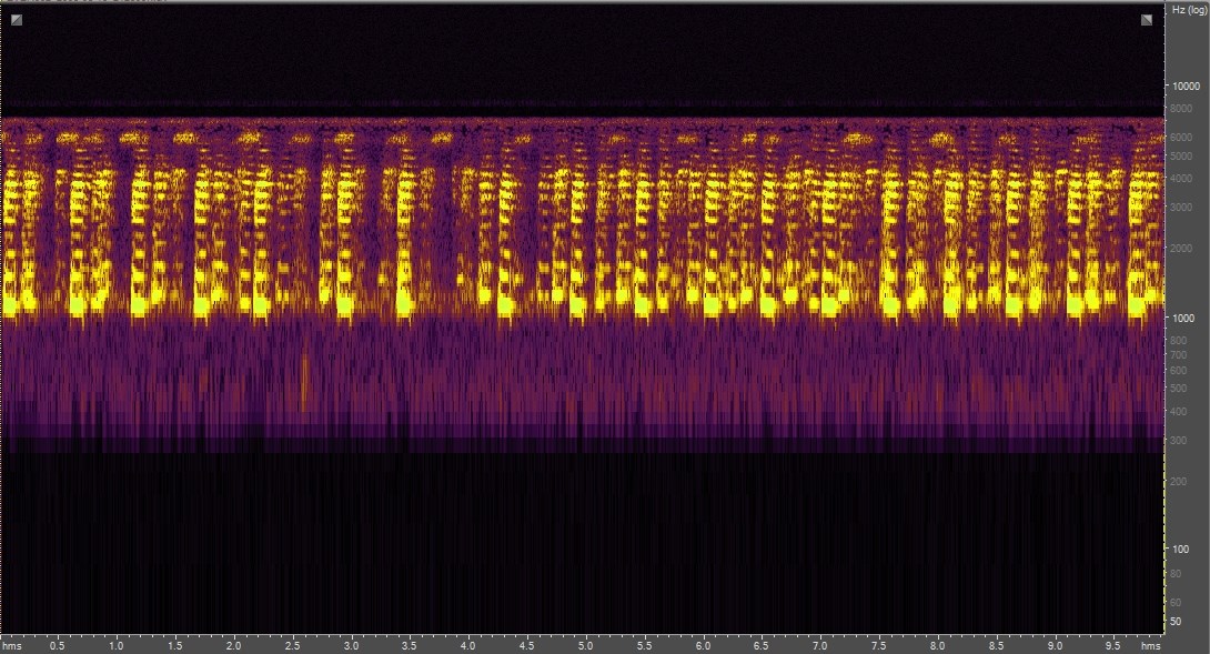 Spectrogram of Green Tree Frog, Everglades National Park, Florida