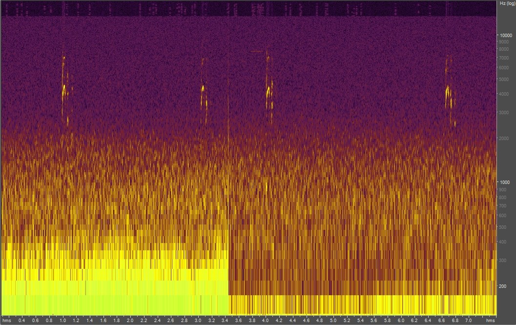 Spectrogram of a ground squirrel