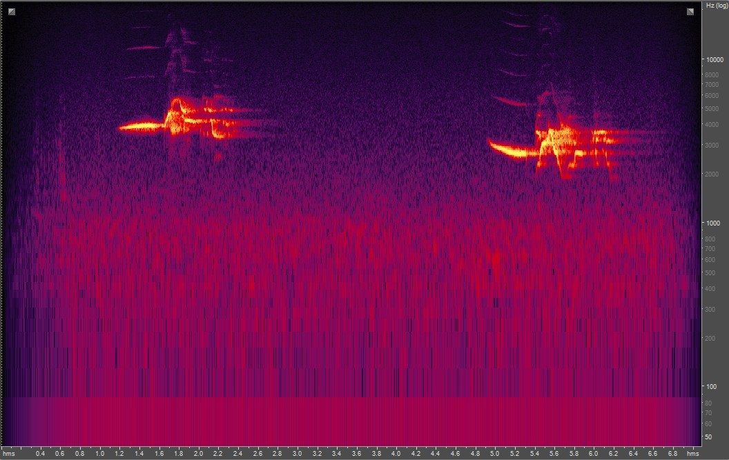 Spectrogram of hermit thrush