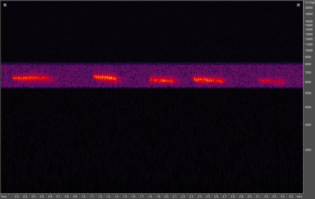 Spectrogram of a Calliope hummingbird