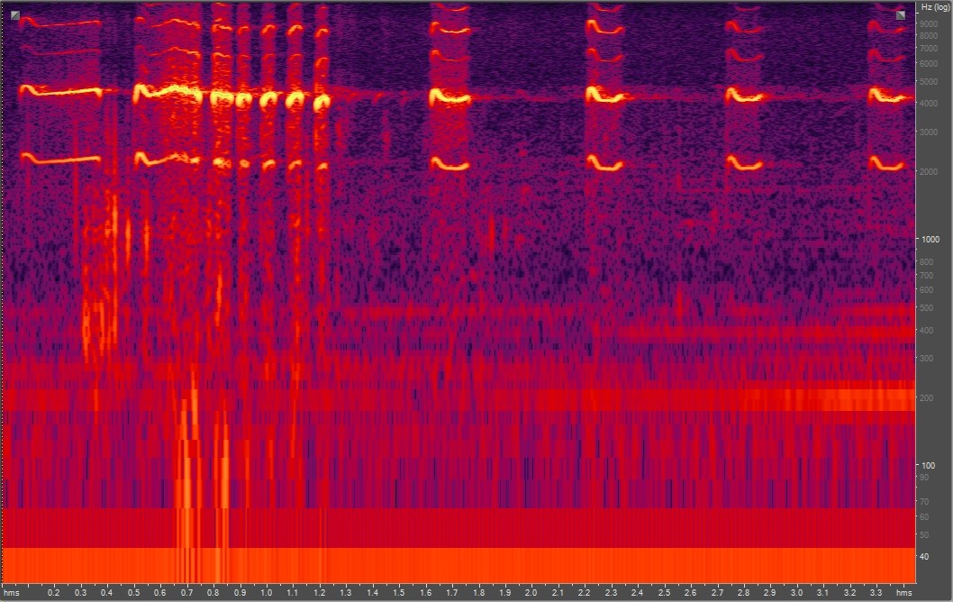 Spectrogram of killdeer