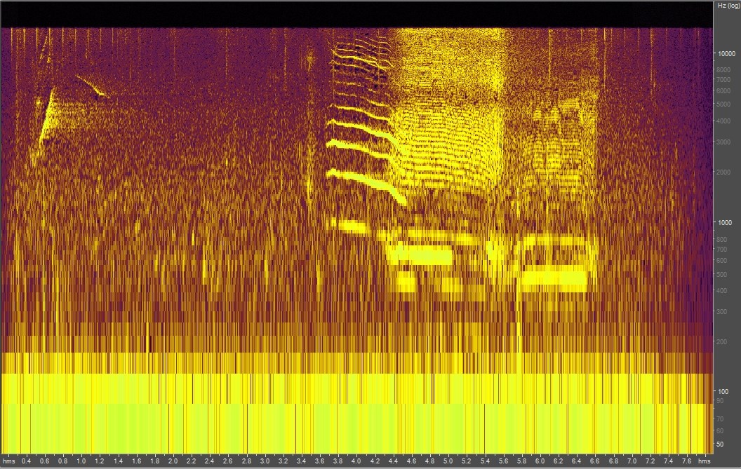 Spectrogram of killer whales