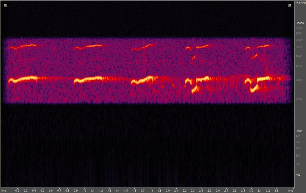 Spectrogram of osprey