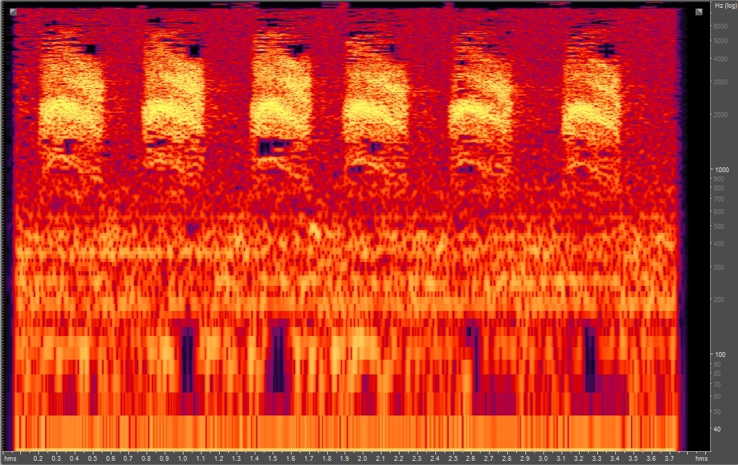 Spectrogram of Steller's jay