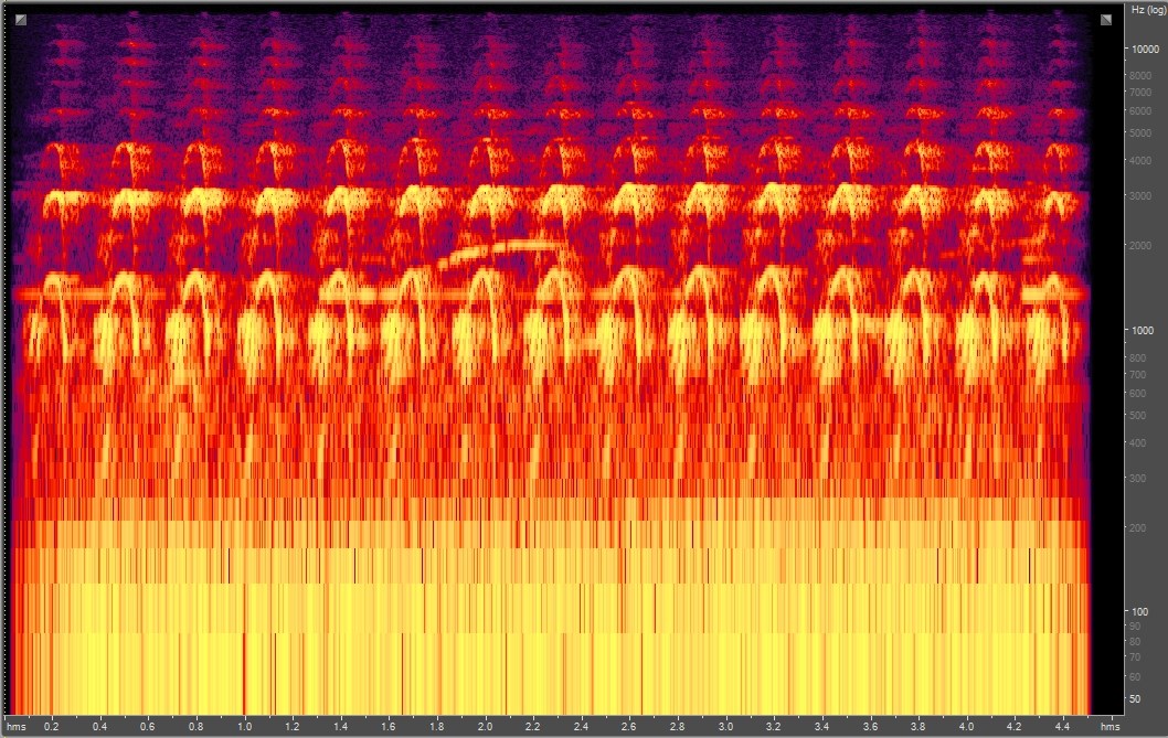 Spectrogram of Western gull