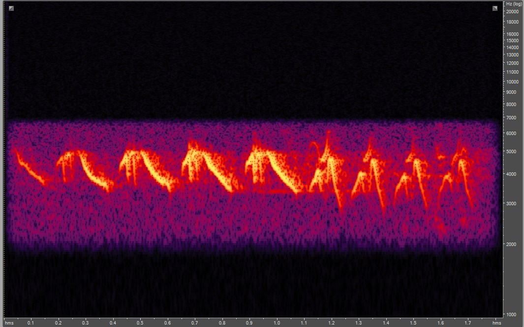 Spectrogram of Yellow-rumped warbler