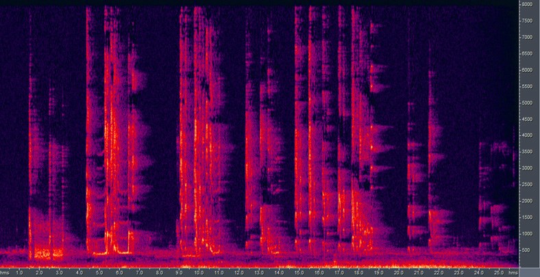 Spectrogram of 'Ua'u