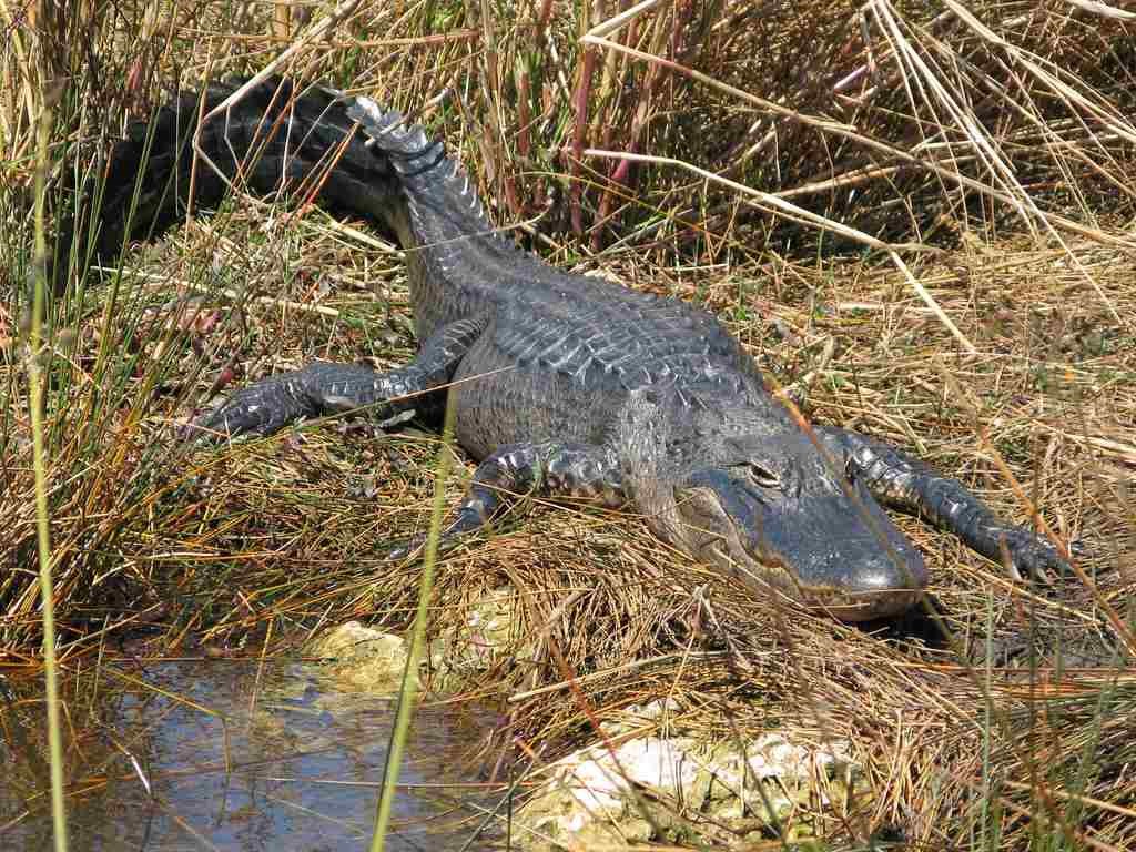 Alligator basks in the sun from among wetlands grasses in Everglades National Park.