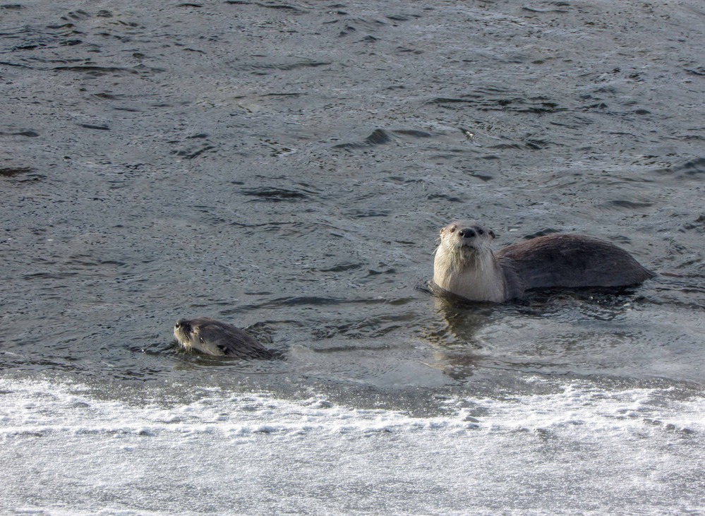 Two otters play in semi-frozen water