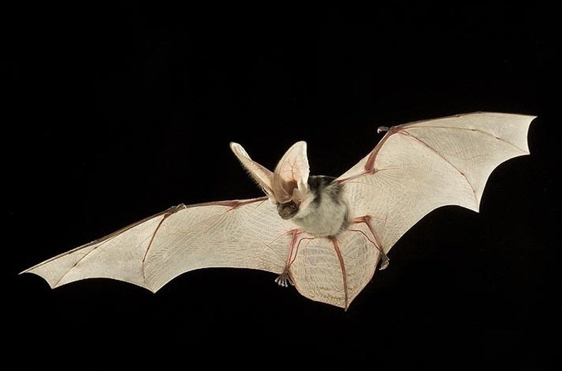 Spotted bat in flight with wing span