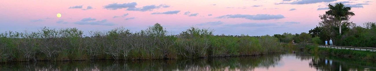 Side view of Anhinga Trail