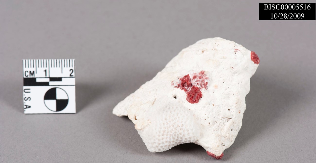 BISC 5516 BISC 5516 piece of coral