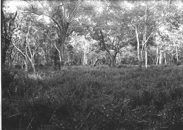Mangroves about 4 miles east of Cape Sable in April 1916