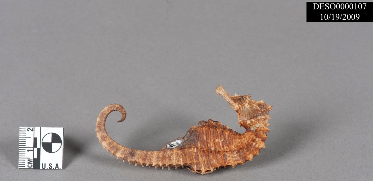 DESO107 seahorse Seahorse from museum collection