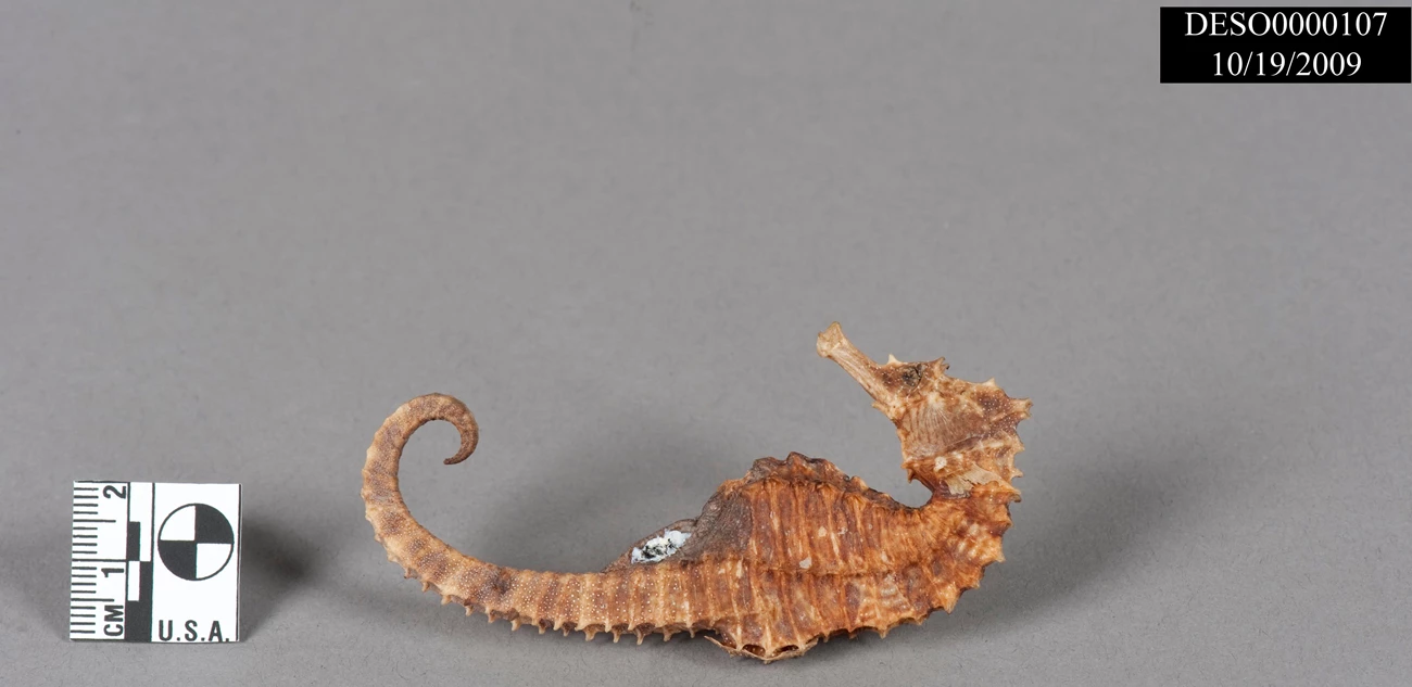 DESO107 seahorse Seahorse from museum collection